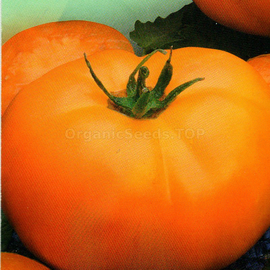 Click to enlarge image «Gold Camel» - Organic Tomato Seeds