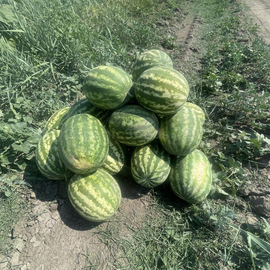 «Maximus» - Organic Watermelon Seeds