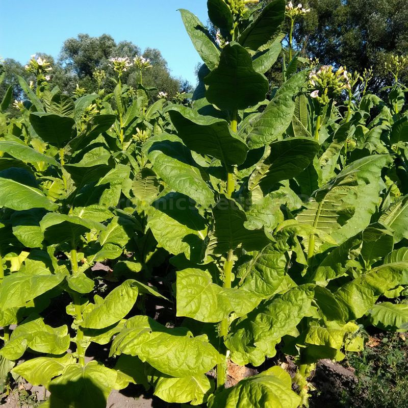 bursa tobacco Reviews «Bursa» - Organic Tobacco Seeds