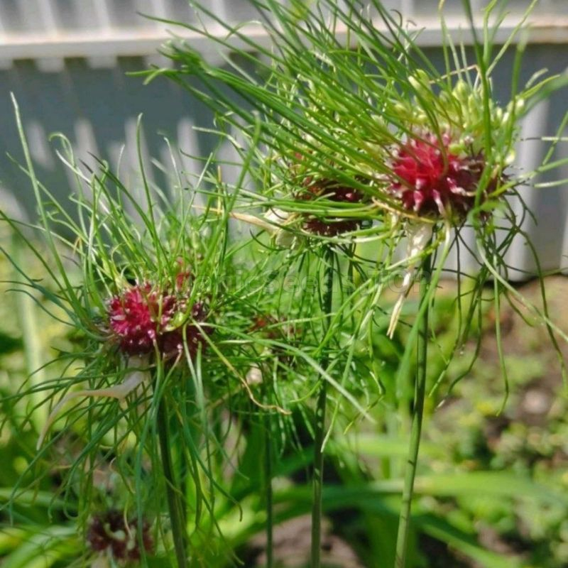 Reviews Hair - Organic Allium Seeds -  Shipping is free for orders over  50