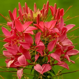 «Red» - Organic Cleome seeds