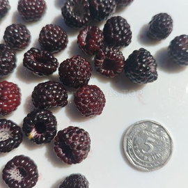 «Bristol» - Organic Black Raspberry Seeds