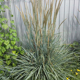 Organic Sand Ryegrass Seeds