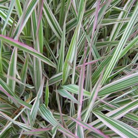 Organic Reed Canary Grass Seeds
