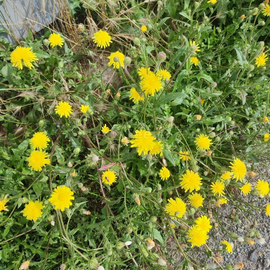 Organic Crepis setosa Haller Seeds