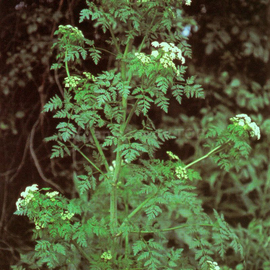 Organic Hemlock Seeds (Conium maculatum)