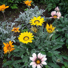 «Annual mix» - Organic Gazania Seeds