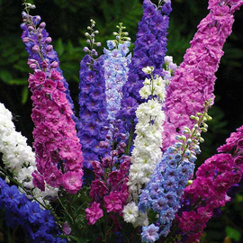 «Annual mix» - Organic Delphinium seeds