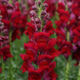 «Cherry» - Organic Antirrhinum Seeds