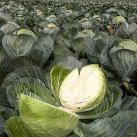 «Zumovka» - Organic Cabbage Seeds