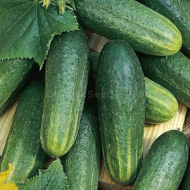 «Vorgebirgstrauben» - Organic Cucumber Seeds