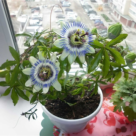 Organic Blue Passionflower Seeds (Passiflora caerulea)