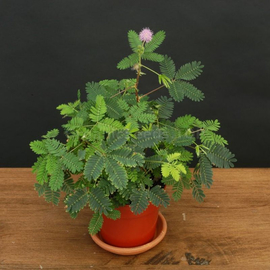 Organic Mimosa pudica Seeds