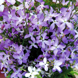 Organic Matthiola fragrans Seeds