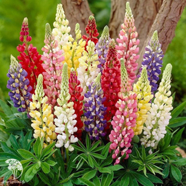 «Minarette mix» - Organic dwarf Lupine Seeds