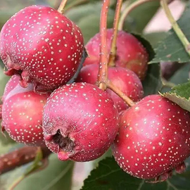 Organic Eastern mayhaw Seeds (Crataegus aestivalis)
