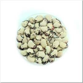 «Christmas Lima» - Organic Bean Seeds