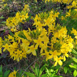 Organic Rhododendron luteum Seeds