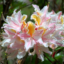 Organic Rhododendron occidentale Seeds