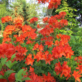 Organic Rhododendron molle Seeds