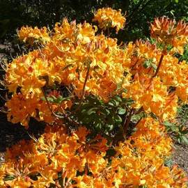 Organic Rhododendron Klondyke Seeds