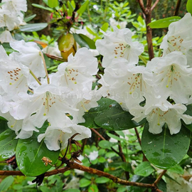 Organic Rhododendron fortunei Seeds