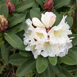Organic Great White Rhododendron seeds (Rhododendron decorum)