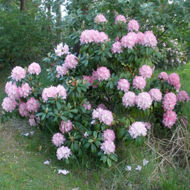 Organic Rhododendron Clementinae Seeds