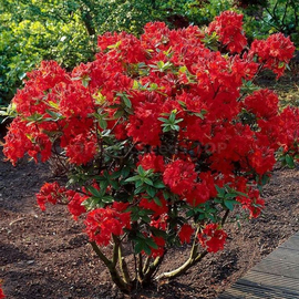 Organic Rhododendron Nabucco Seeds