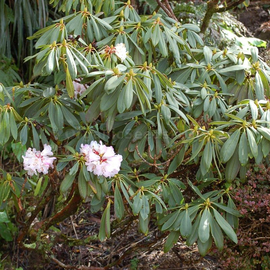 Organic Rhododendron sutchuenense Seeds