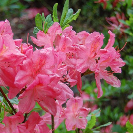 Organic Rhododendron Flore Roseum Seeds
