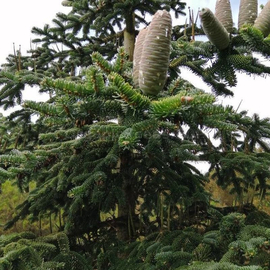Organic Algerian fir Seeds (Abies numidica )