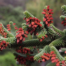 Organic Spanish fir Seeds (Abies pinsapo)
