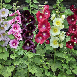 «Non-double mix» - Oganic Mallow Seeds