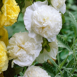«Double-flowered white» - Oganic Mallow Seeds