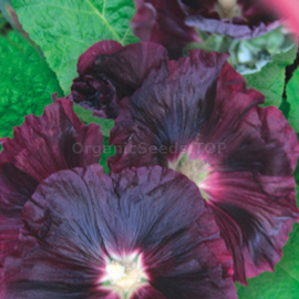«Night Bird» - Oganic Mallow Seeds