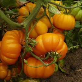 «Orange Bison» - Organic Tomato Seeds