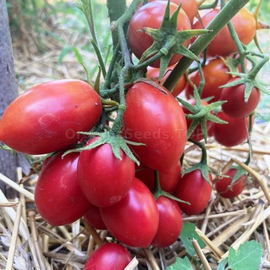 «Red Stone» - Organic Tomato Seeds