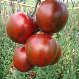 «Black Vernissage» - Oganic Tomato Seeds