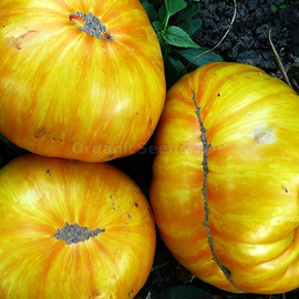 «Yellow Zebra» - Organic Tomato Seeds