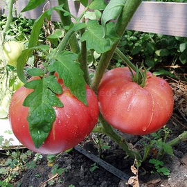 «Great Warrior» - Organic Tomato Seeds