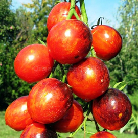 «Crimson Dragon» - Organic Tomato Seeds