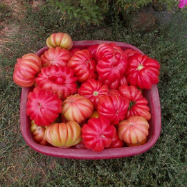 «Mushroom Basket» - Organic Tomato Seeds