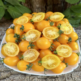 «Piennolo del Vesuvio yellow» - Organic Tomato Seeds