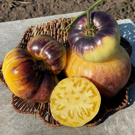 «Sart Roloise» - Organic Tomato Seeds