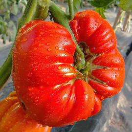 «Carol Chyco's Big Paste» - Organic Tomato Seeds