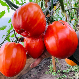 «Yee Chan's Uncle's Oxheart» - Organic Tomato Seeds