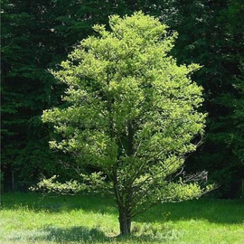 Organic Grey Alder Seeds (Alnus incana)