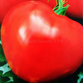 «Chief of the Indians» - Organic Tomato Seeds