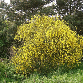 Organic Scotch broom Seeds (Cytisus scoparius)